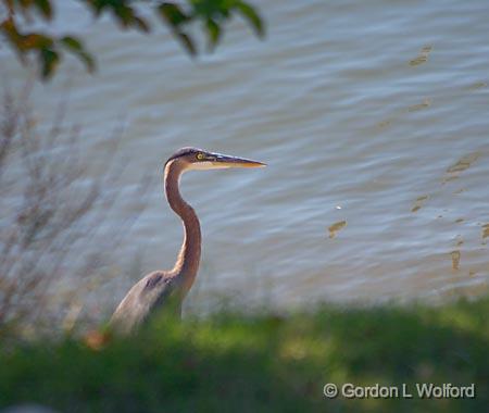 Heron Beside The Cumberland River_24502.jpg - Great Blue Heron (Ardea herodias) photographed at Nashville, Tennessee, USA.